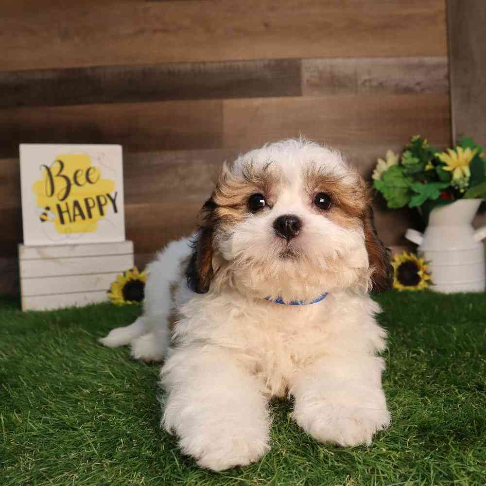 carousel pet images