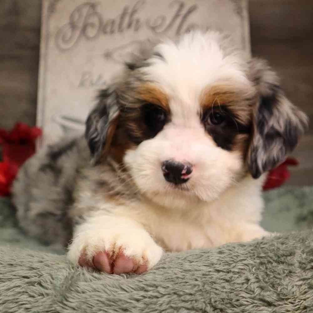 Male Mini BerneDoodle Puppy for Sale in Blaine, MN