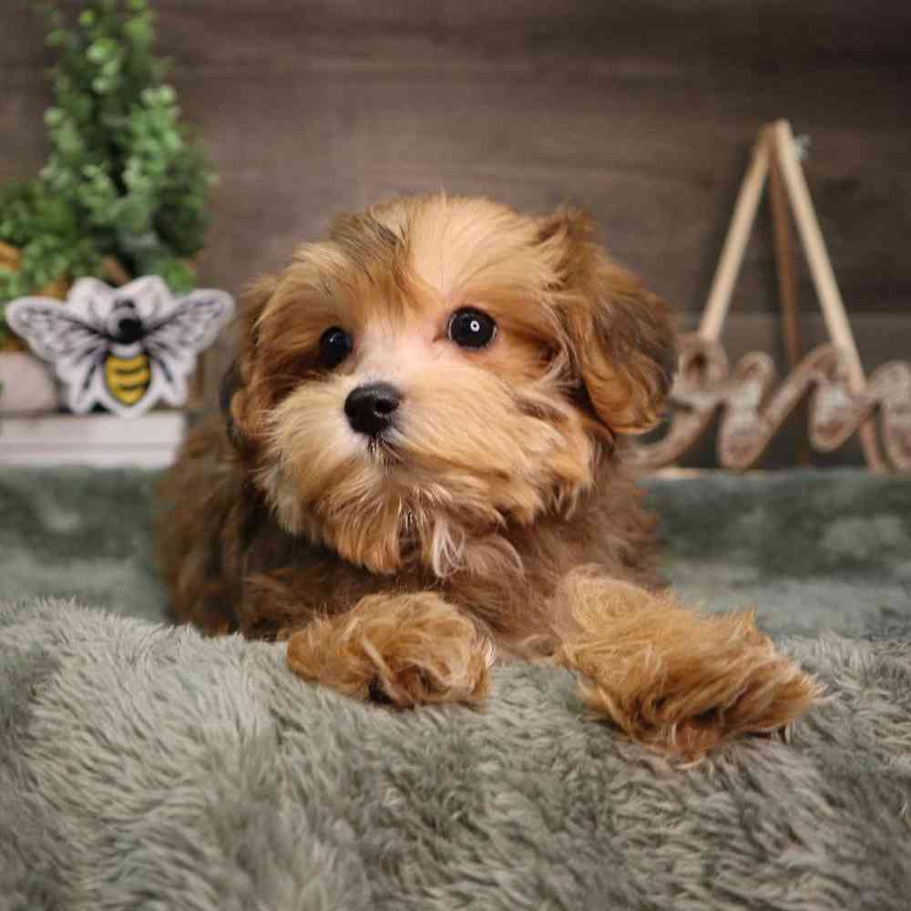 Female Bichon-Poodle-Yorkie Puppy for Sale in Blaine, MN