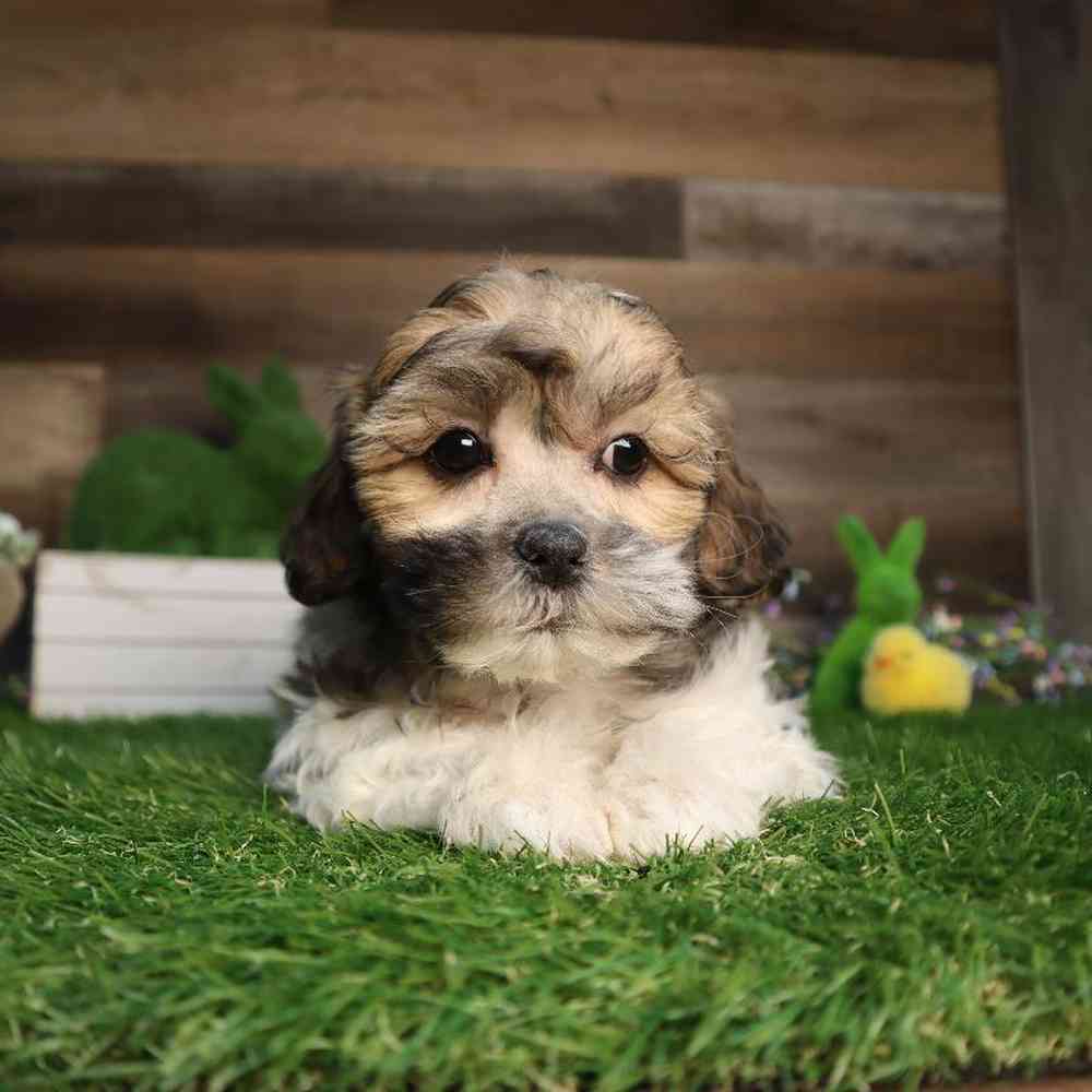 carousel pet images