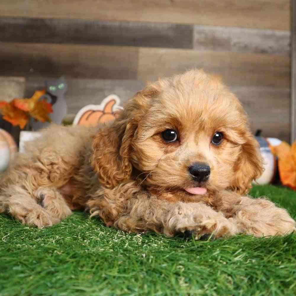 Cavapoo Puppy for sale - Four Paws and a Tail