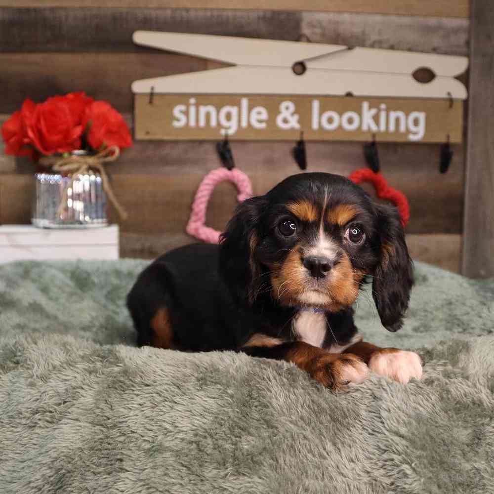carousel pet images