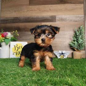 Yorkshire Terrier