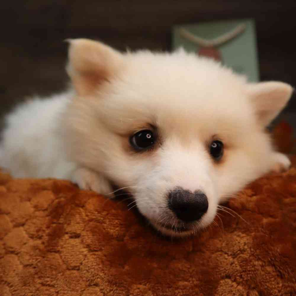 carousel pet images