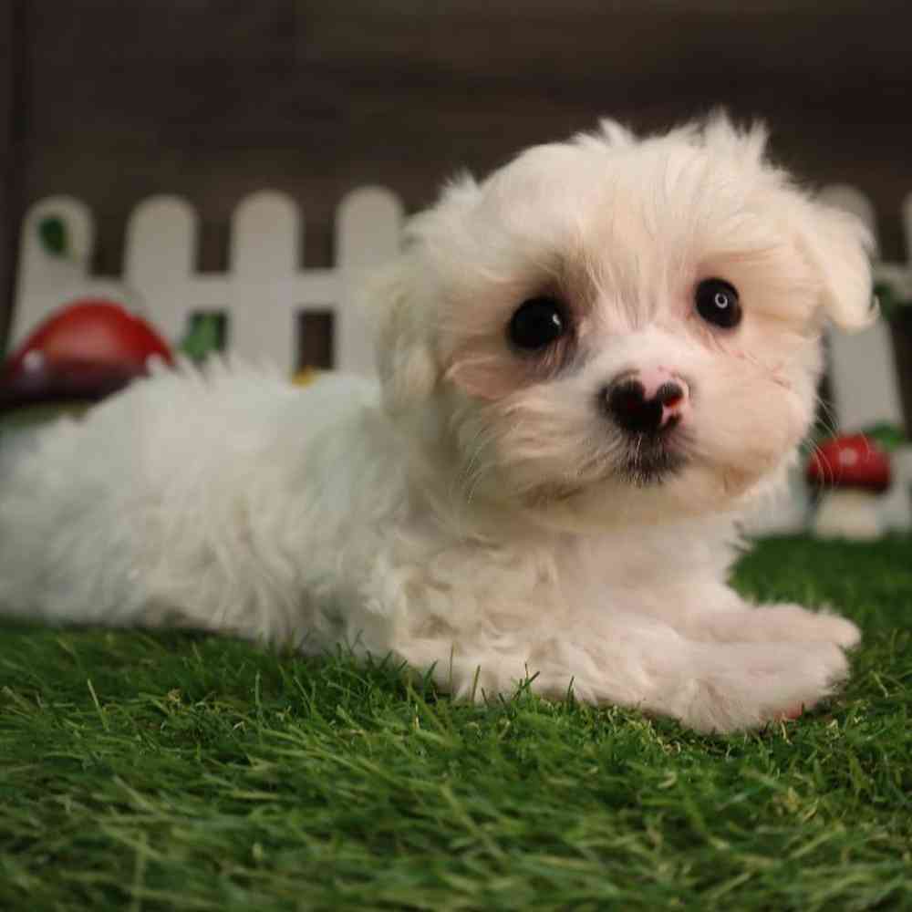 carousel pet images