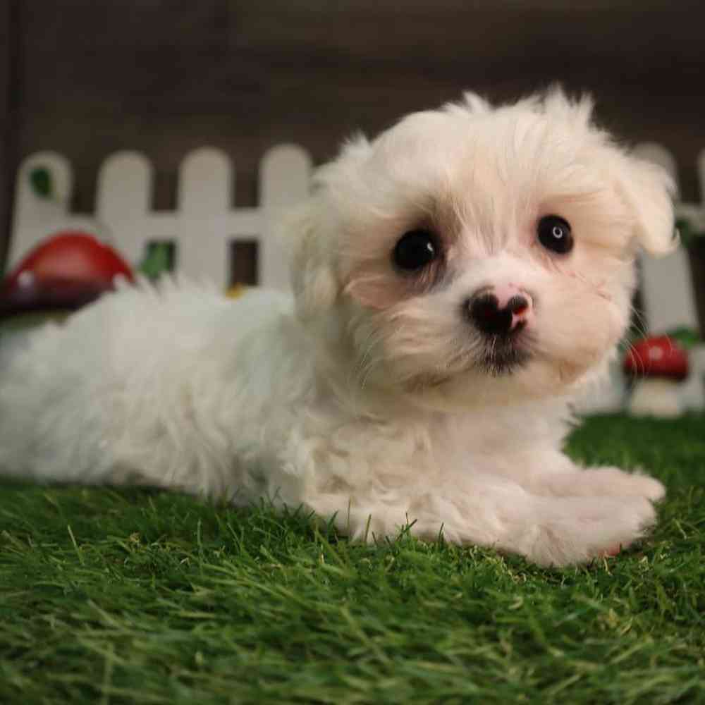 Male Maltese Puppy for Sale in Blaine, MN