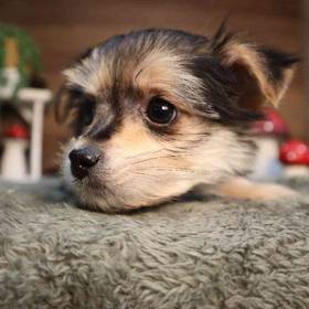 Morkie