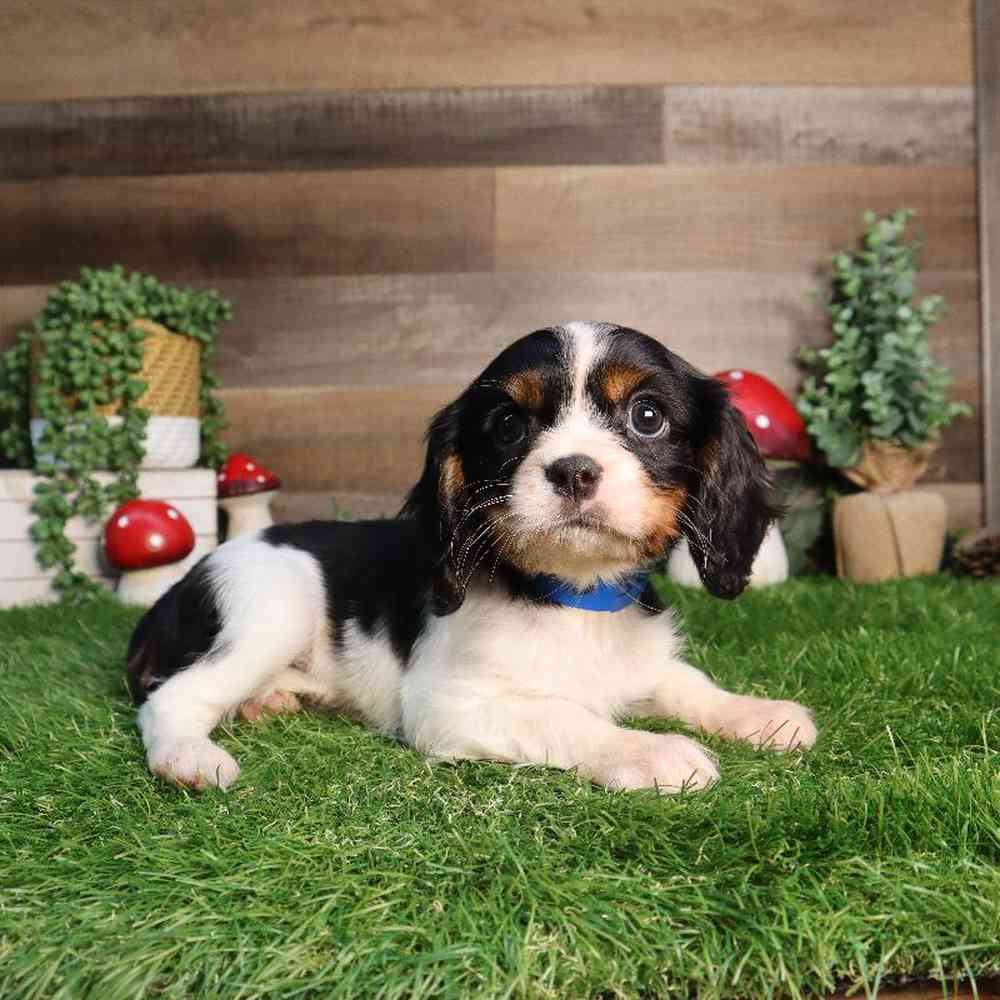 Male Cavalier King Charles Spaniel Puppy for Sale in Blaine, MN