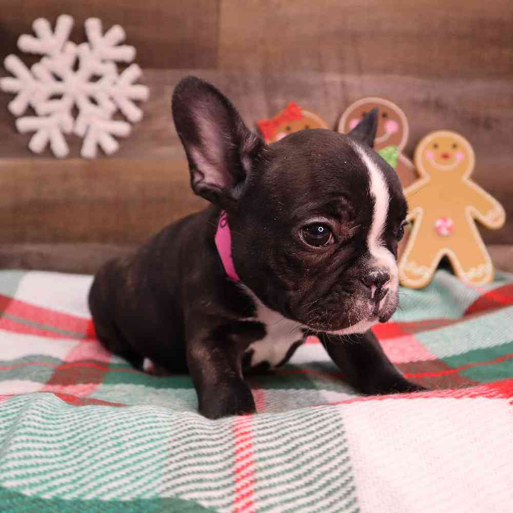 Female French Bulldog Puppy for Sale in Blaine, MN