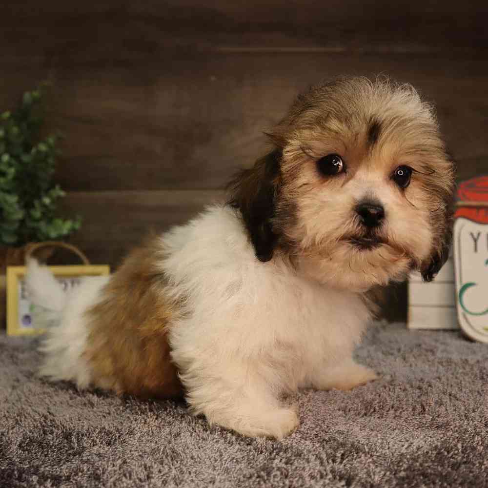 carousel pet images