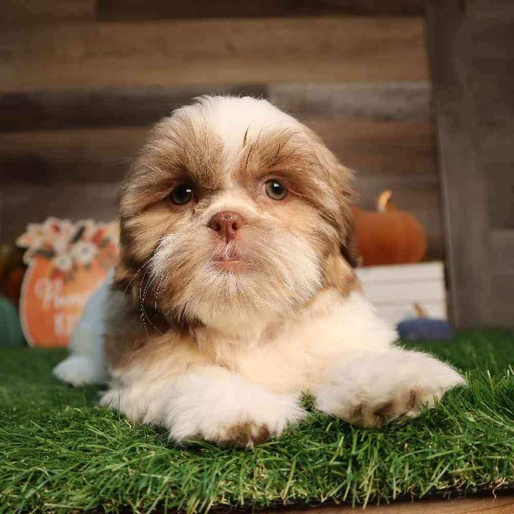 carousel pet images