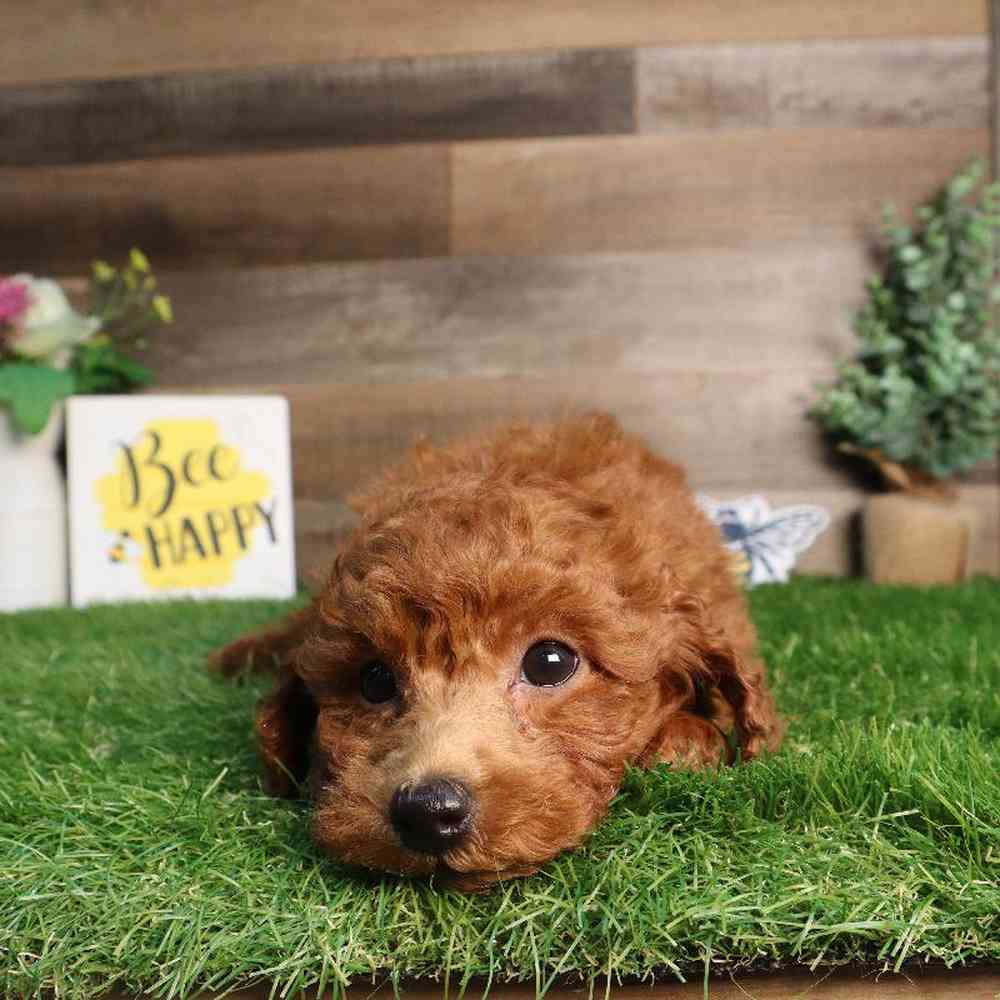 Male Bichon-Poo Puppy for Sale in Blaine, MN