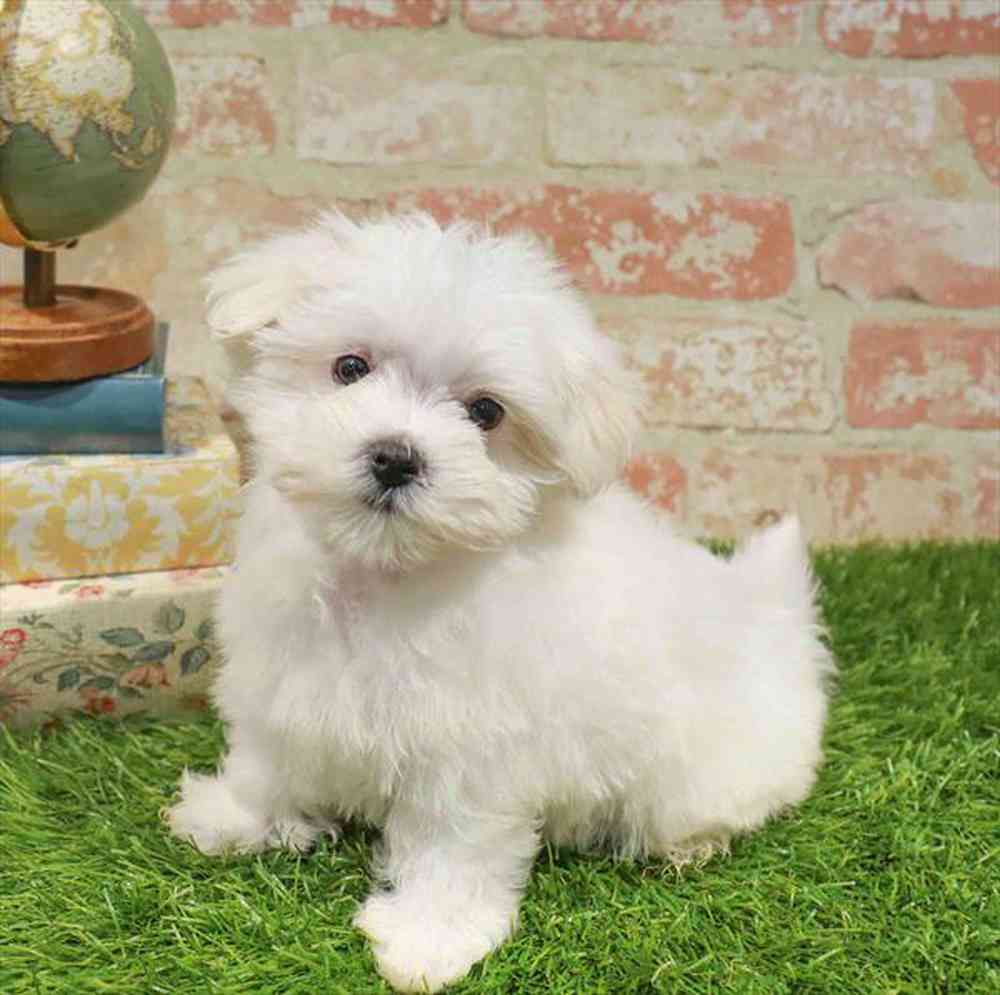 carousel pet images