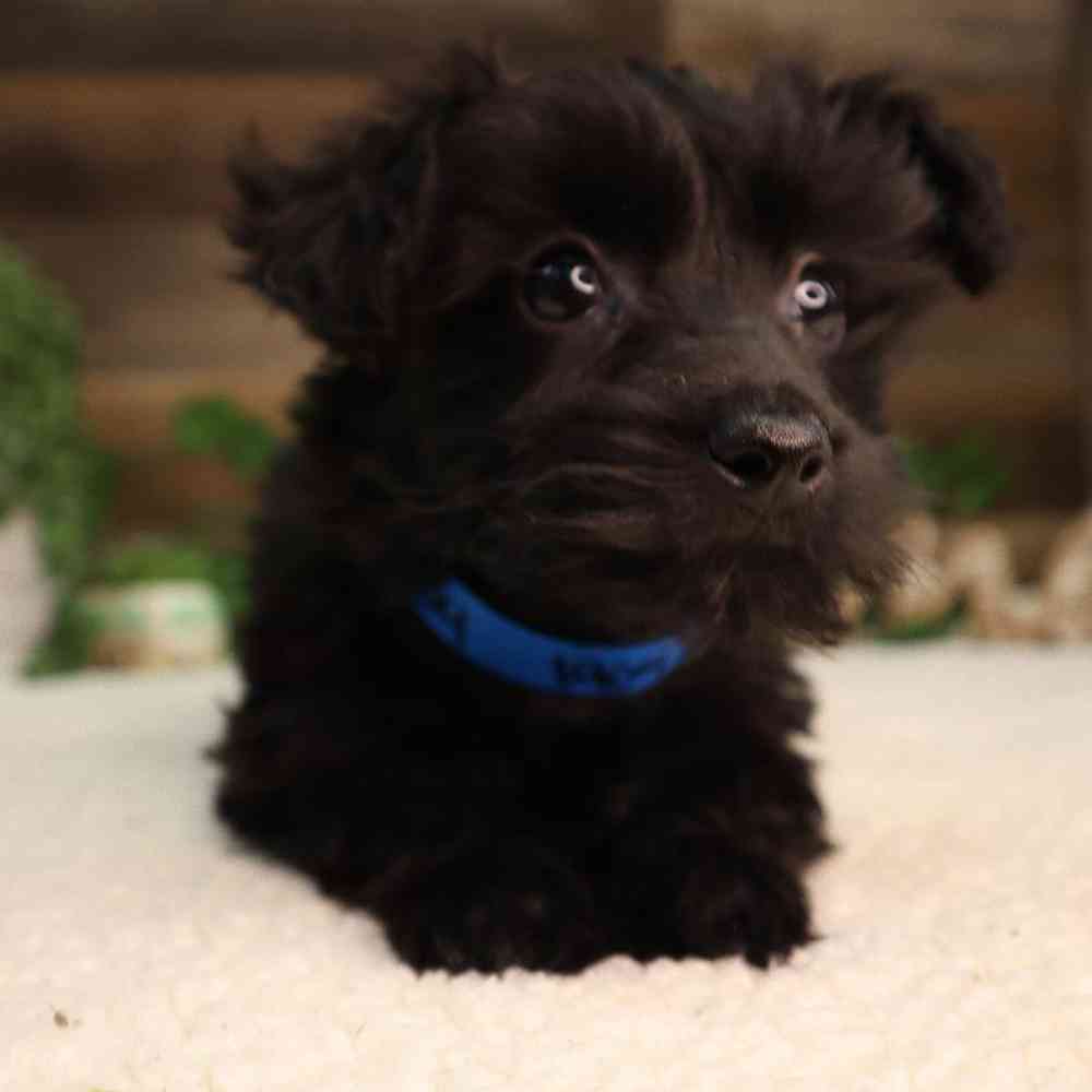 Male Morkiechon Puppy for Sale in Blaine, MN