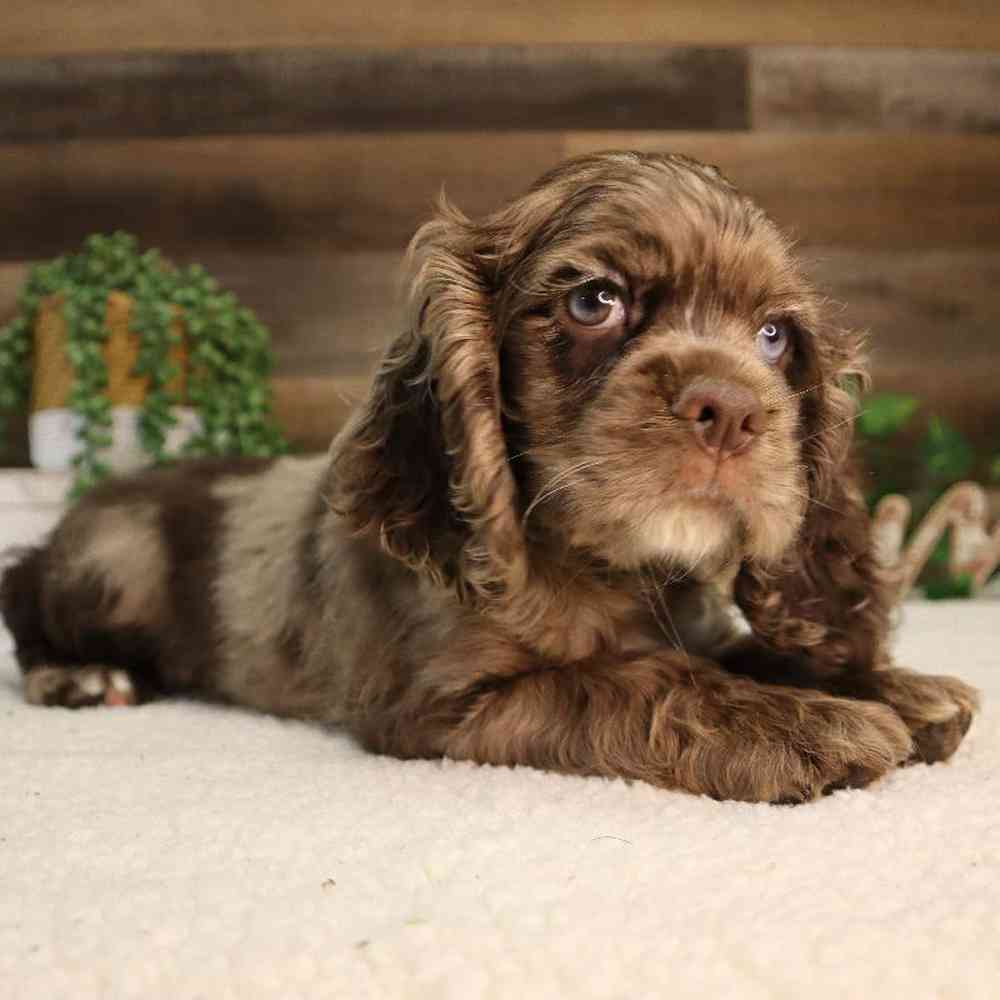 Male Cocker Spaniel Puppy for Sale in Blaine, MN