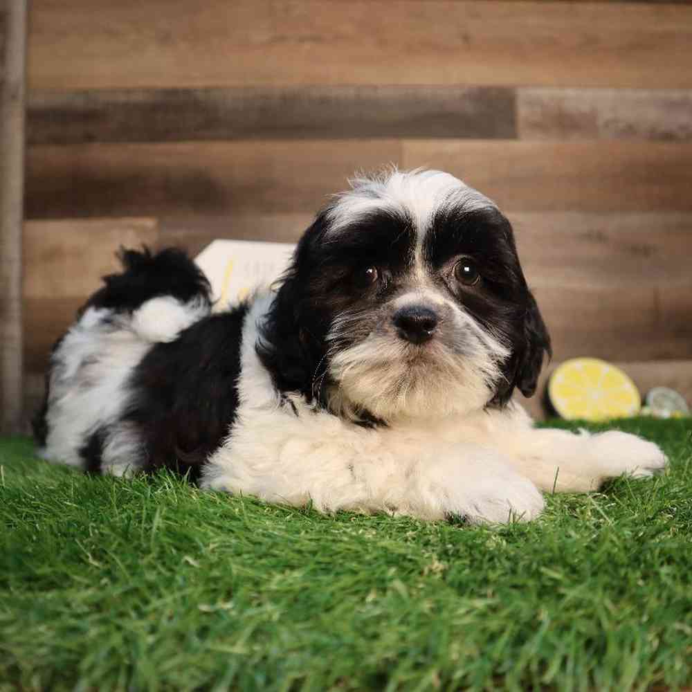 Male Teddy Bear Puppy for Sale in Blaine, MN