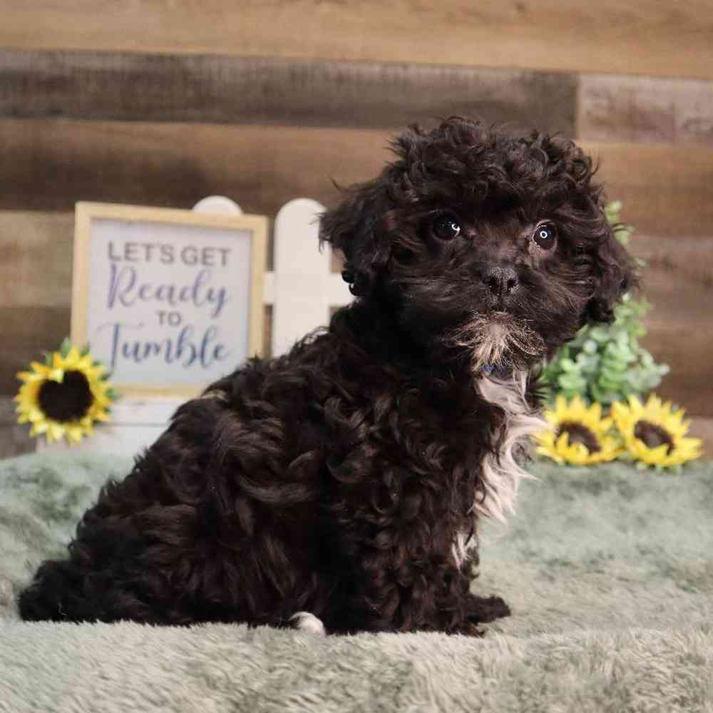 carousel pet images