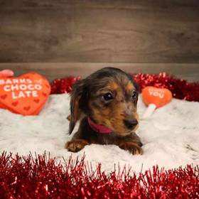 Dachshund