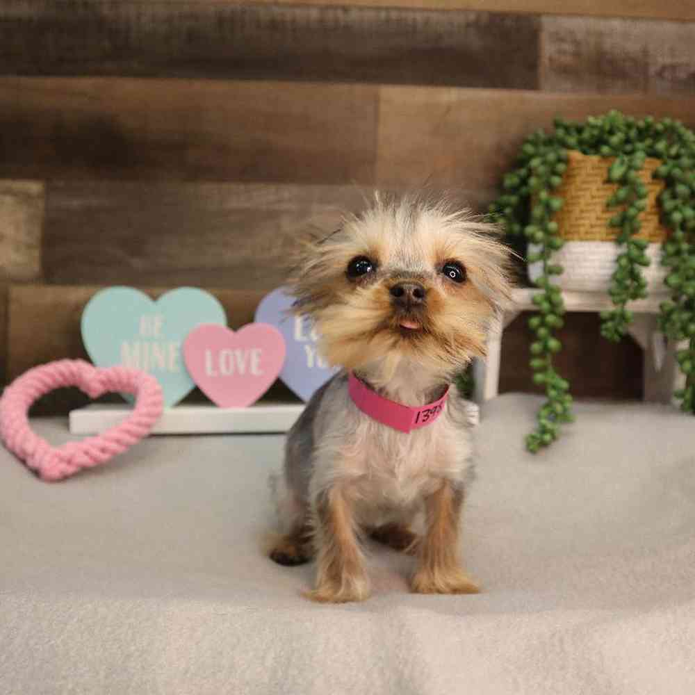 carousel pet images