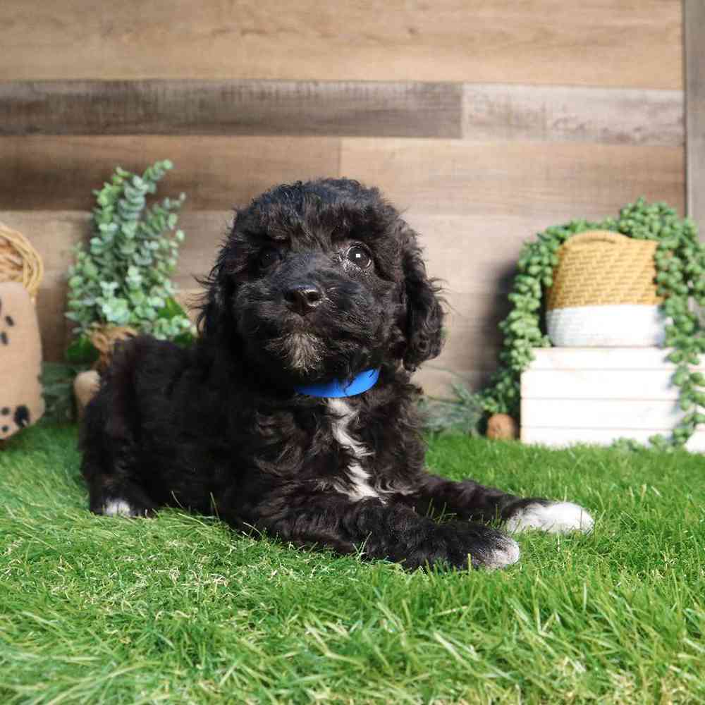 carousel pet images