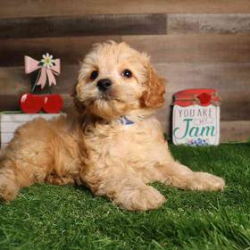 Cockapoo
