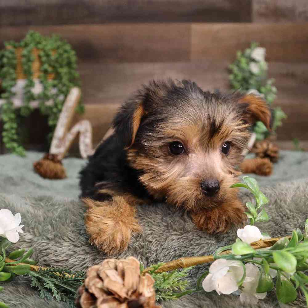 Male Yorkshire Terrier Puppy for Sale in Blaine, MN