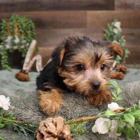 Yorkshire Terrier