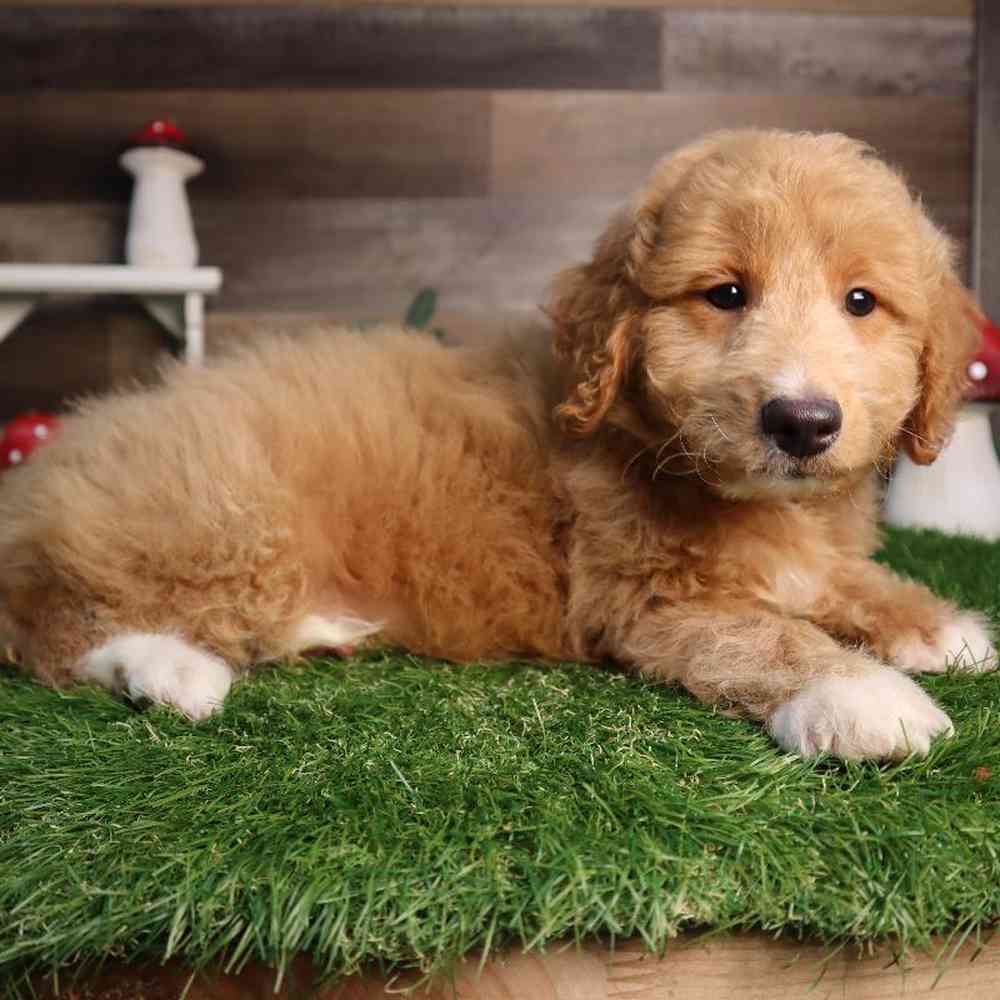 Male Mini Goldendoodle Puppy for Sale in Blaine, MN