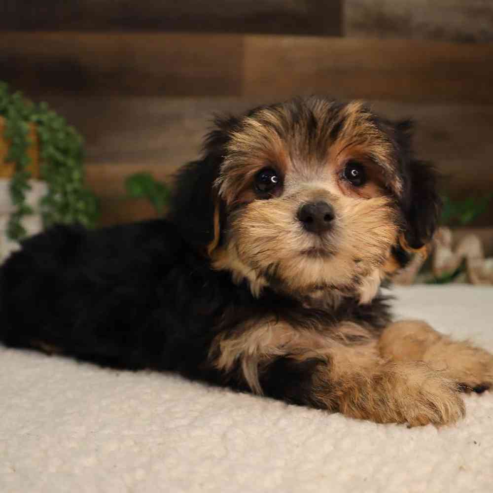 Female Morkie Puppy for Sale in Blaine, MN