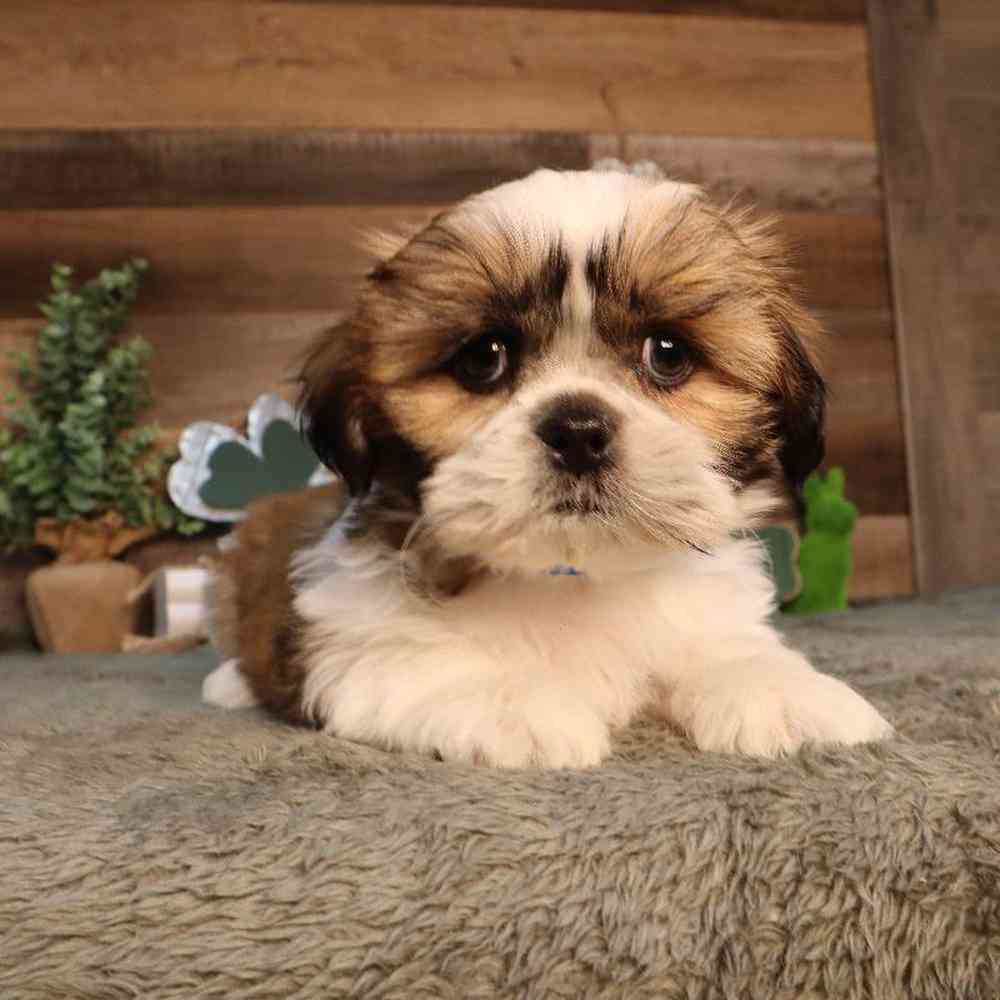 carousel pet images