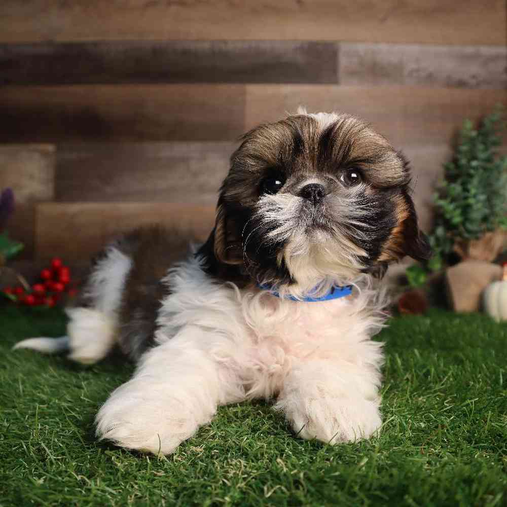 carousel pet images