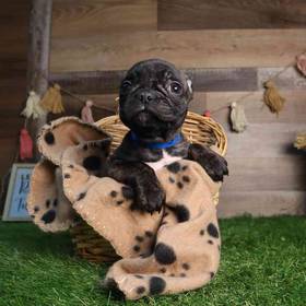Frenchton