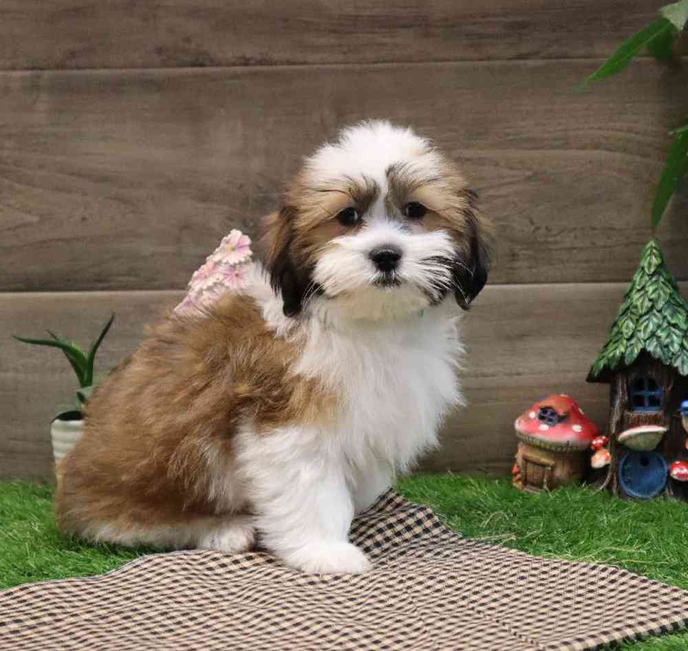 carousel pet images
