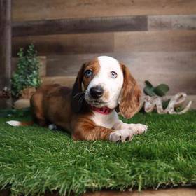 Dachshund
