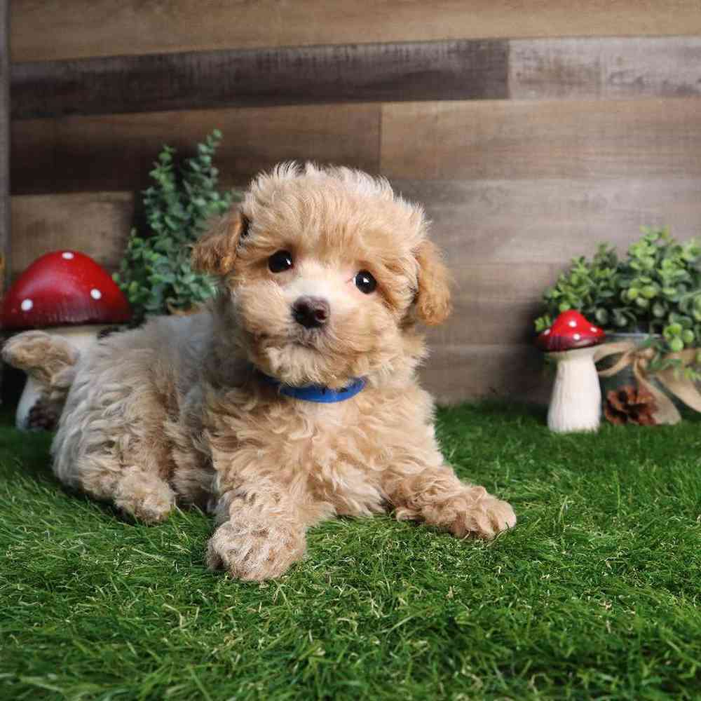 Male Maltipoo Puppy for Sale in Blaine, MN