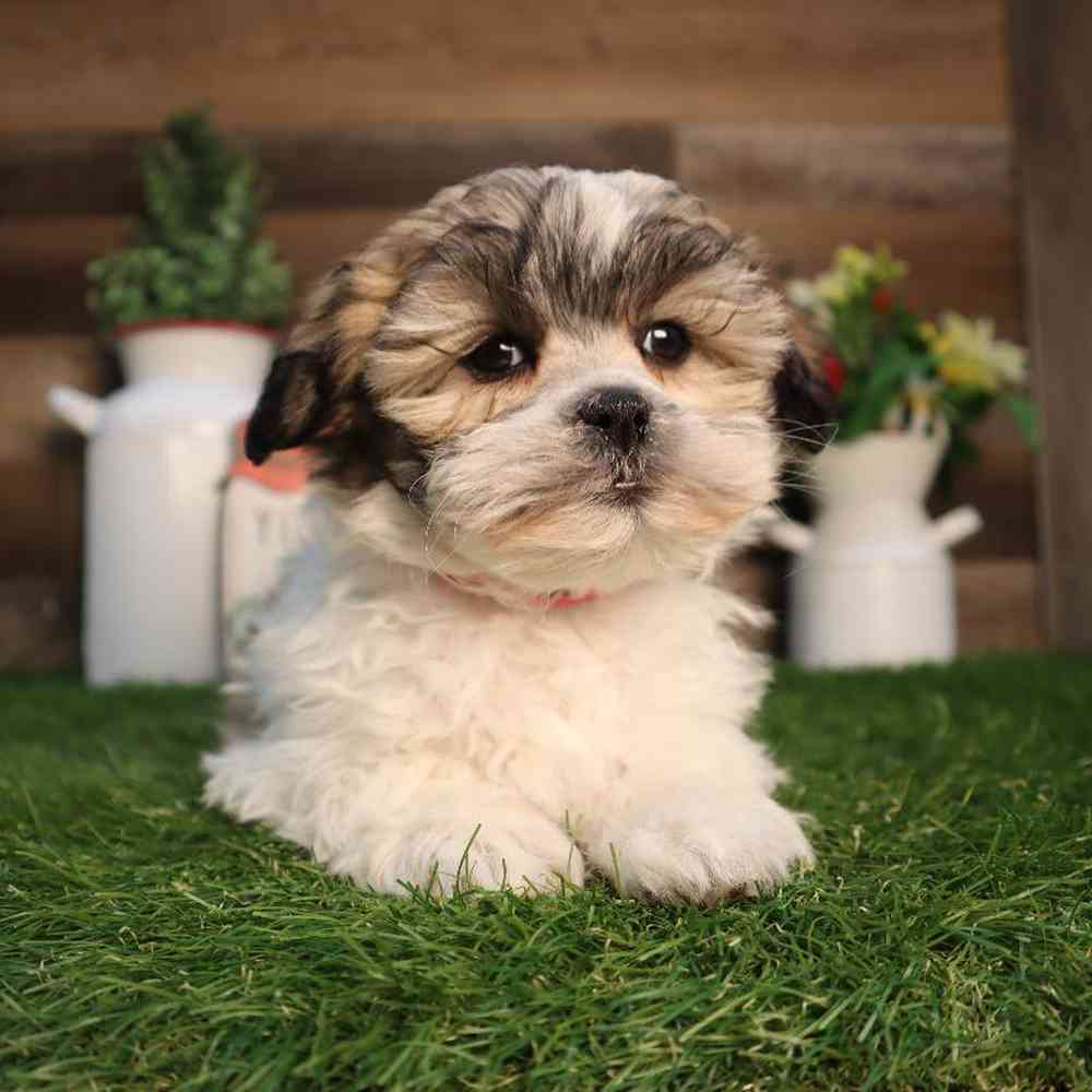 carousel pet images