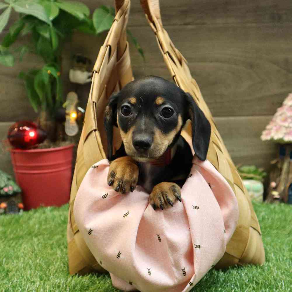 Female Chiweenie Puppy for sale