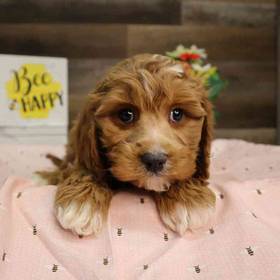 Cavapoo