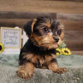Yorkshire Terrier