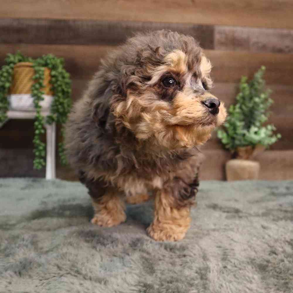 carousel pet images