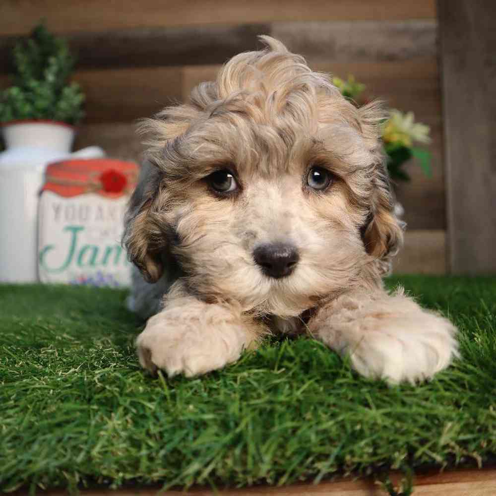 carousel pet images
