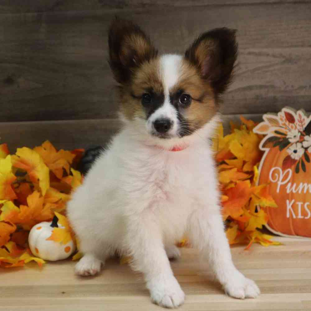 Male Papillon Puppy for sale