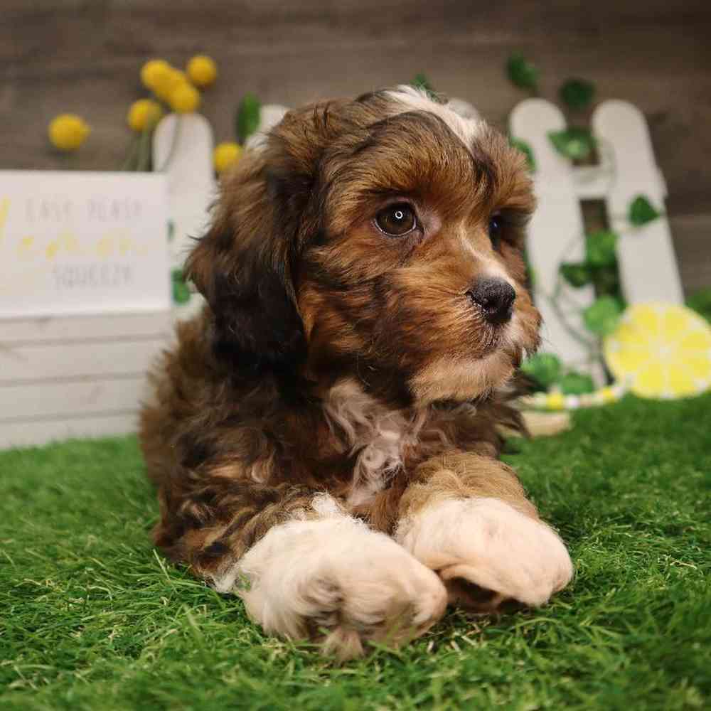 carousel pet images