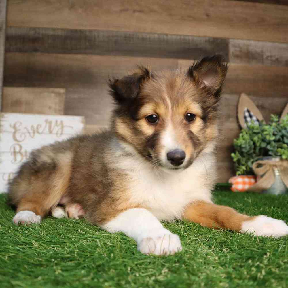 Female Sheltie Puppy for Sale in Blaine, MN