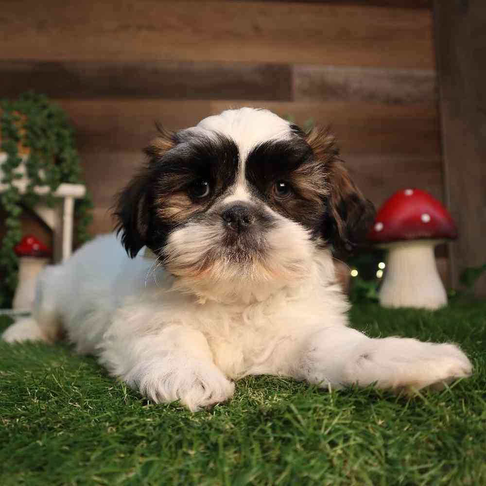 Male Shih Tzu Puppy for Sale in Blaine, MN