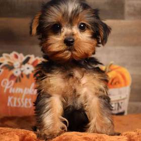 Yorkshire Terrier