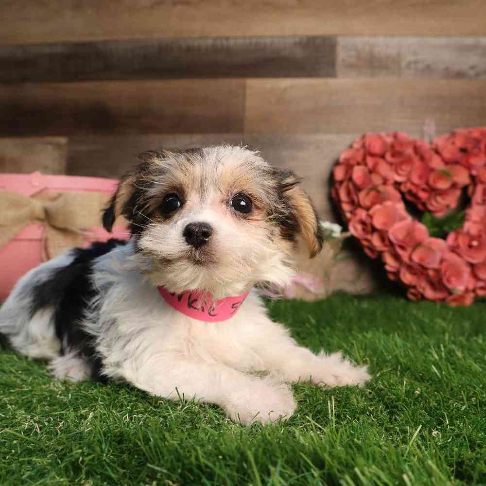 carousel pet images