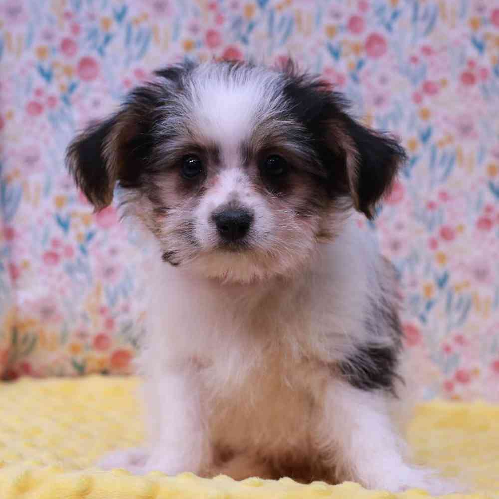 carousel pet images
