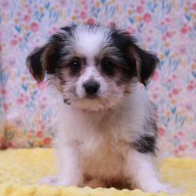 Morkie