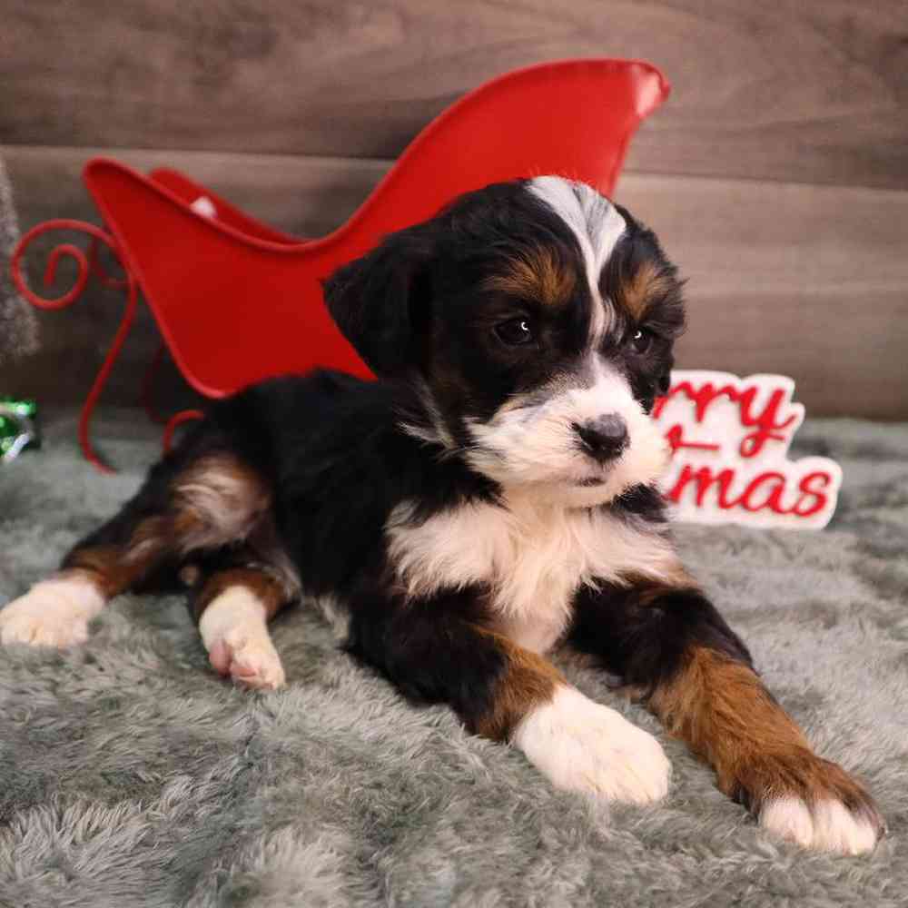 carousel pet images